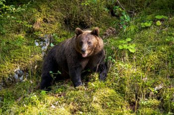 Romania bear