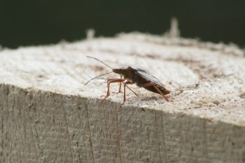 Cockroaches