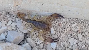 Scorpion encounter in Trogir