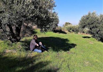 cretan olive grove