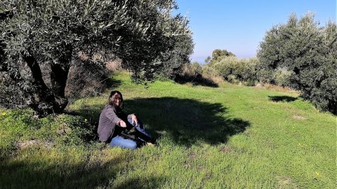 cretan olive grove