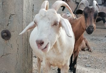 goats Greece transport ban to contain PPR