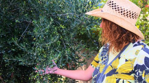 olive tree