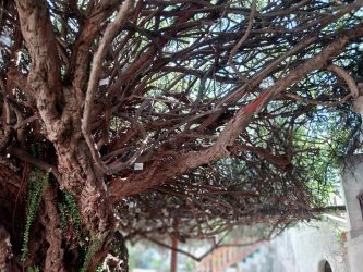 Holy Myrtle of Paliani