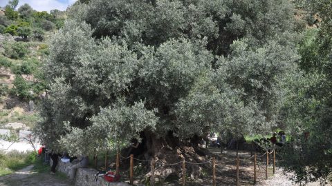 Sacred OlivAe Tree of Kavousi