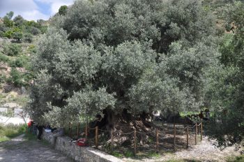 Sacred Olive Tree of Kavousi