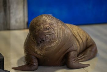 SeaWorld Orlando Pacific walrus calf named Ukiaq
