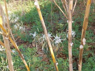 sea daffodils