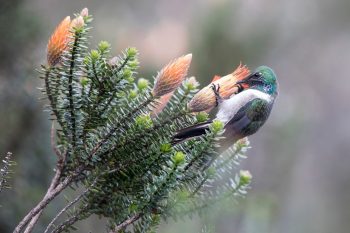Blue-Throated Hillstar