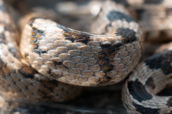 Telescopus fallax - Cat Snake