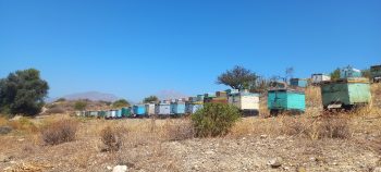 bee hives in Crete