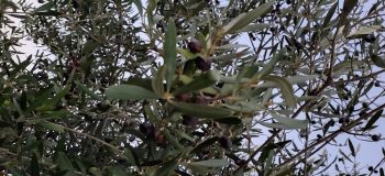 olives in an olive tree