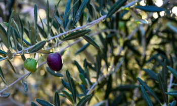 Olive tree
