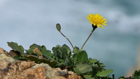 Galatsída (Reichardia picroides)