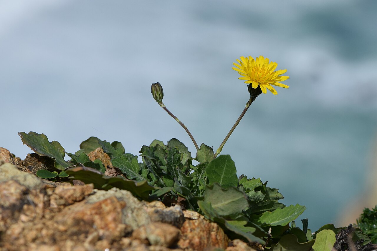 Galatsída (Reichardia picroides)