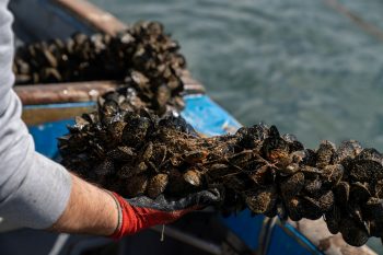 mussel farming