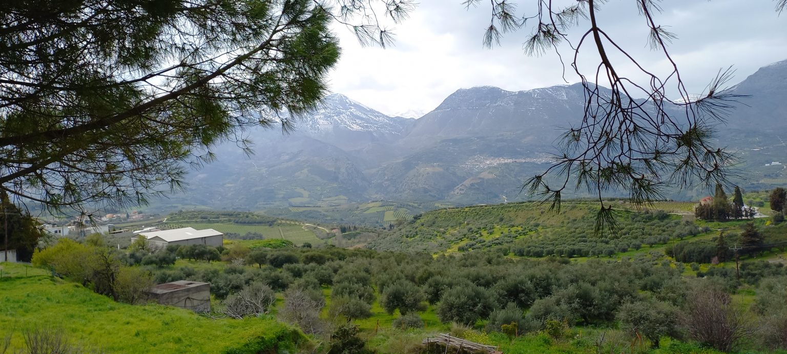 olive growers in Crete struggle too