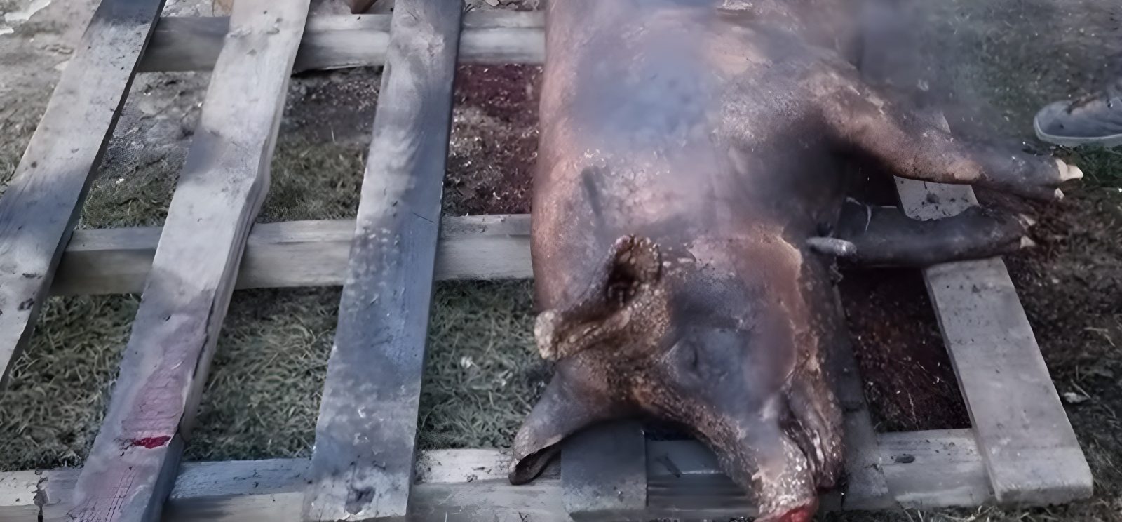 pig slaughtering in Romania: a sacrificed animal on Ignat Day