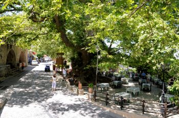 Plane Tree of Krassi