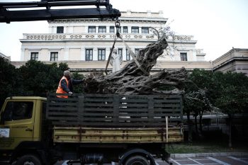 700-year-old Olive Tree