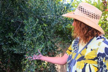 olive farming