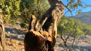 Carob Forest of Tris Ekklisies