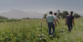 Regenerative Agriculture in the Lasithi Plateau.