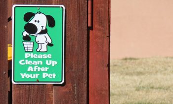 clean up after your pet illustration photo