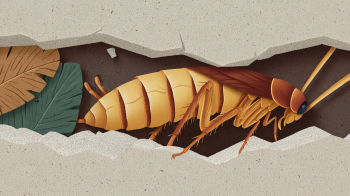 cockroach crisis in Crete