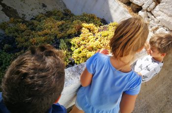 grape harvest in Crete