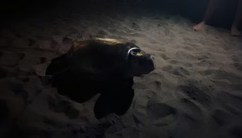 Caretta caretta returned to Kalamaki Beach