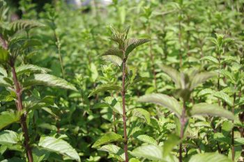 Crete herbs