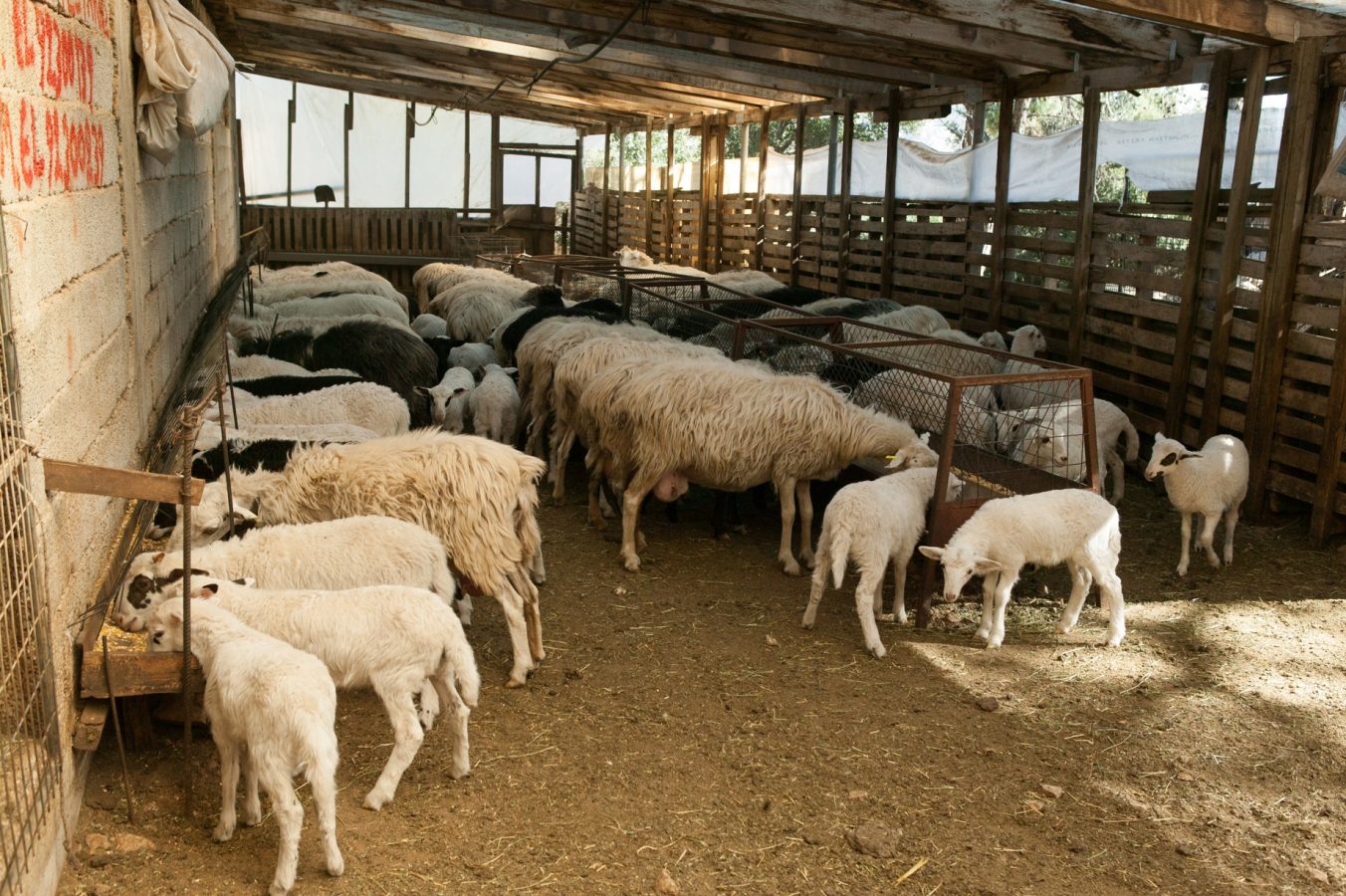 Sheep sheltered under a roof on a Katharo–Selakanos Plateau farm, part of the region’s enduring pastoral tradition.