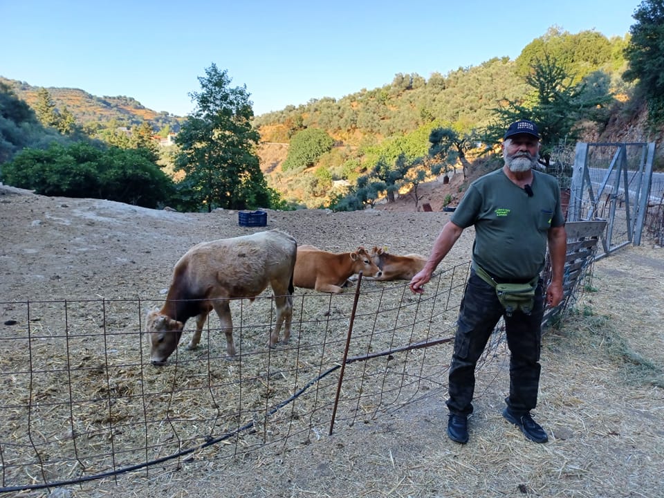 Kostas Karatzis with his mountain cows — the carob farmer whose care for the land extends to every living creature it sustains