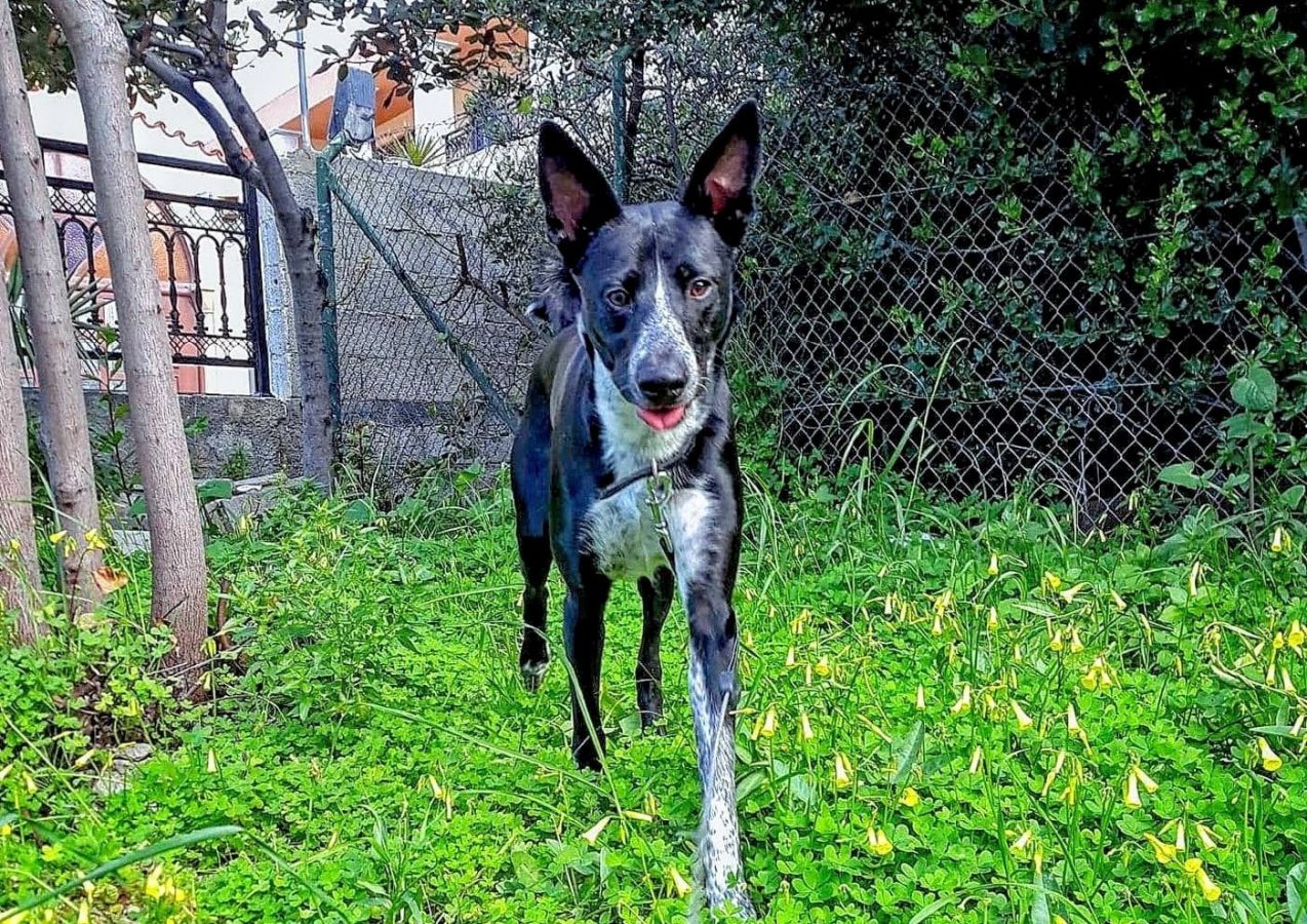 Mojito, Cretan hound, in a yard.