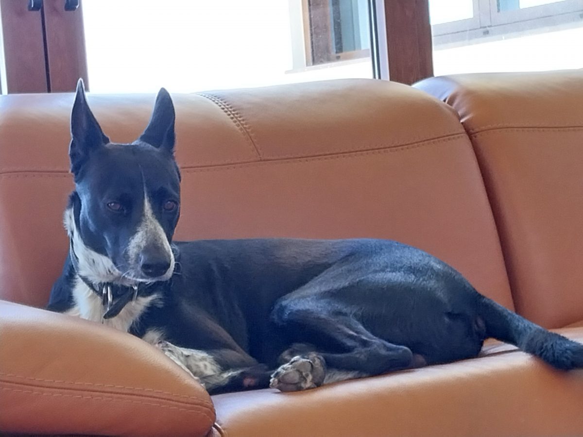 Mojito, my Cretan Hound, on the couch.