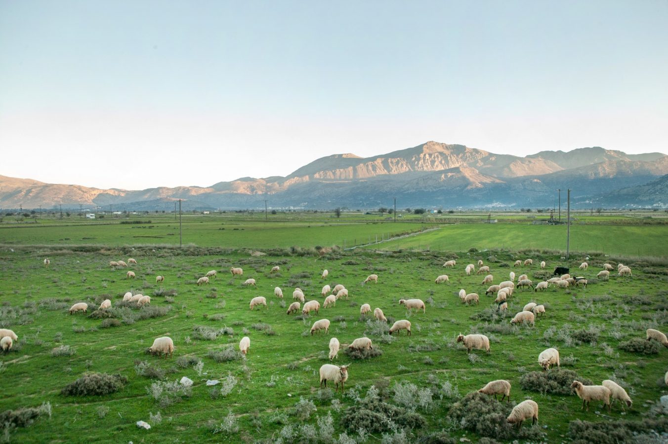 Sheep grazing freely on the Nissimos Plateau – Limnakaros Plateau route, where mountain pastures meet Cretan tradition.