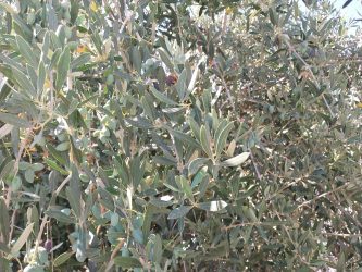 Olive Fly Infestation