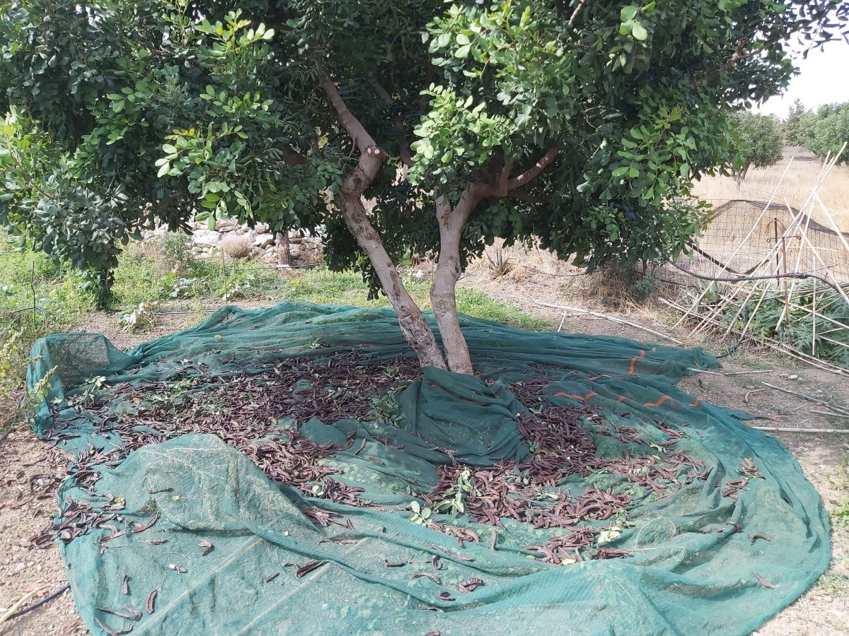 carob tree harvest