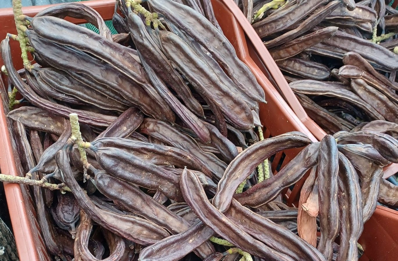 carob pods