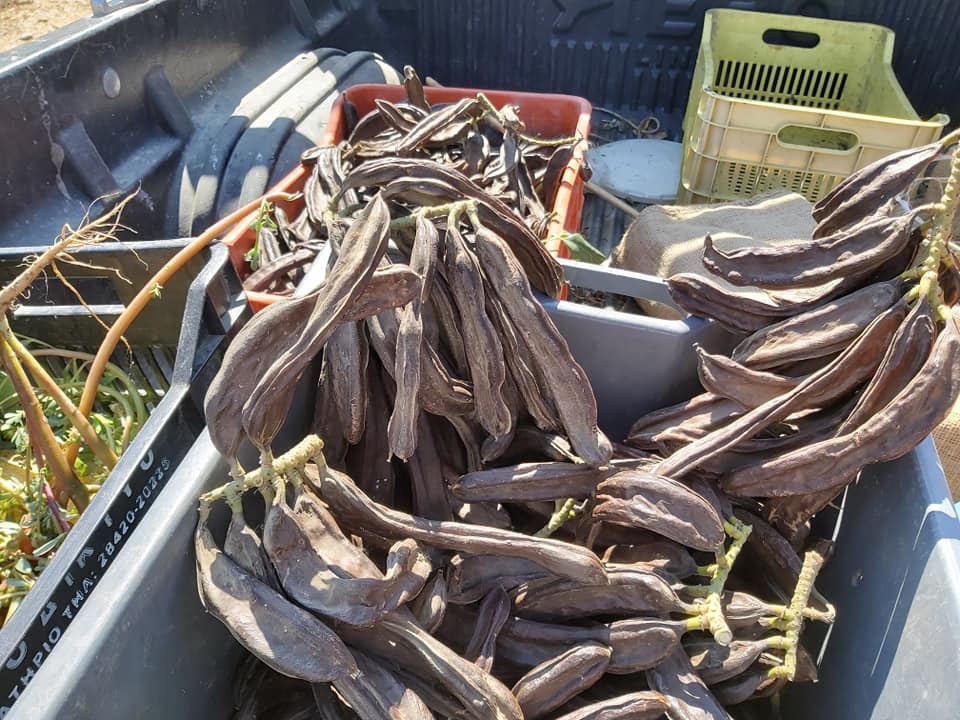 carob pods
