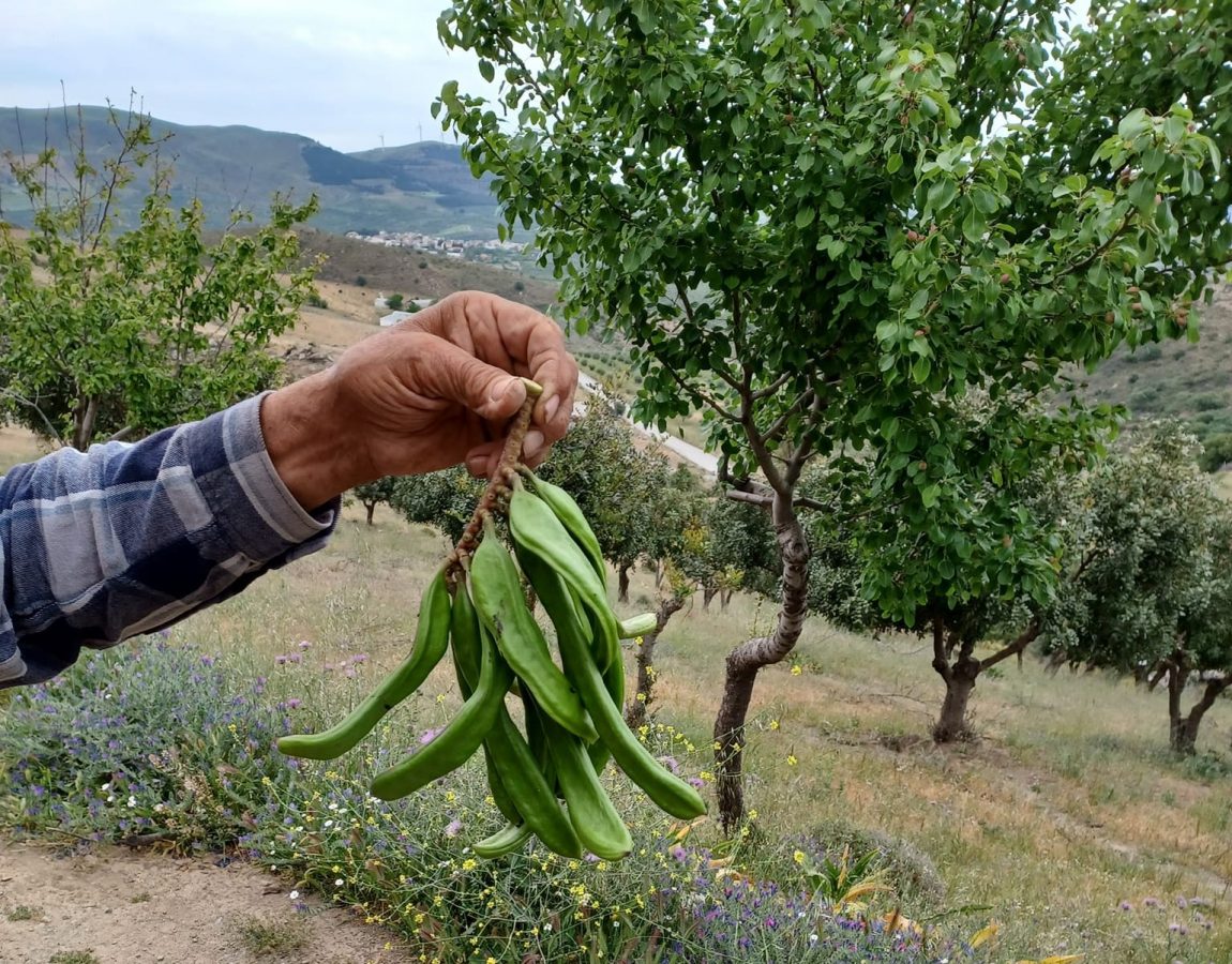 green carob pods