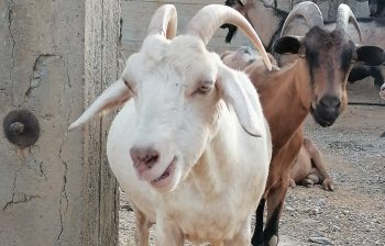 support for goats