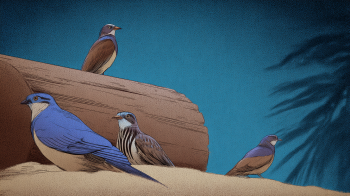 Birds of Crete