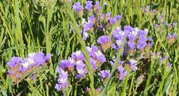 Cretan Sea Lavender