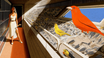 Crete’s birds suffer without specialist care. Heraklion must welcome an avian vet to protect canaries, parrots, and finches. (2)