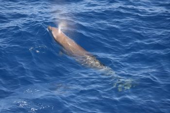 Cuvier’s beaked whale