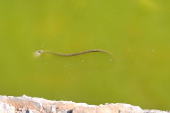 Delina snake