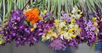 The Secret Life of Orchids in Crete