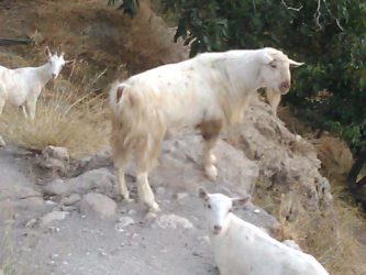 cretan goats
